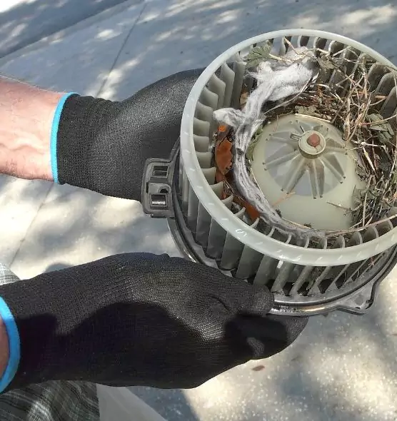 About Air Duct Mice Removal in Tumwater, WA